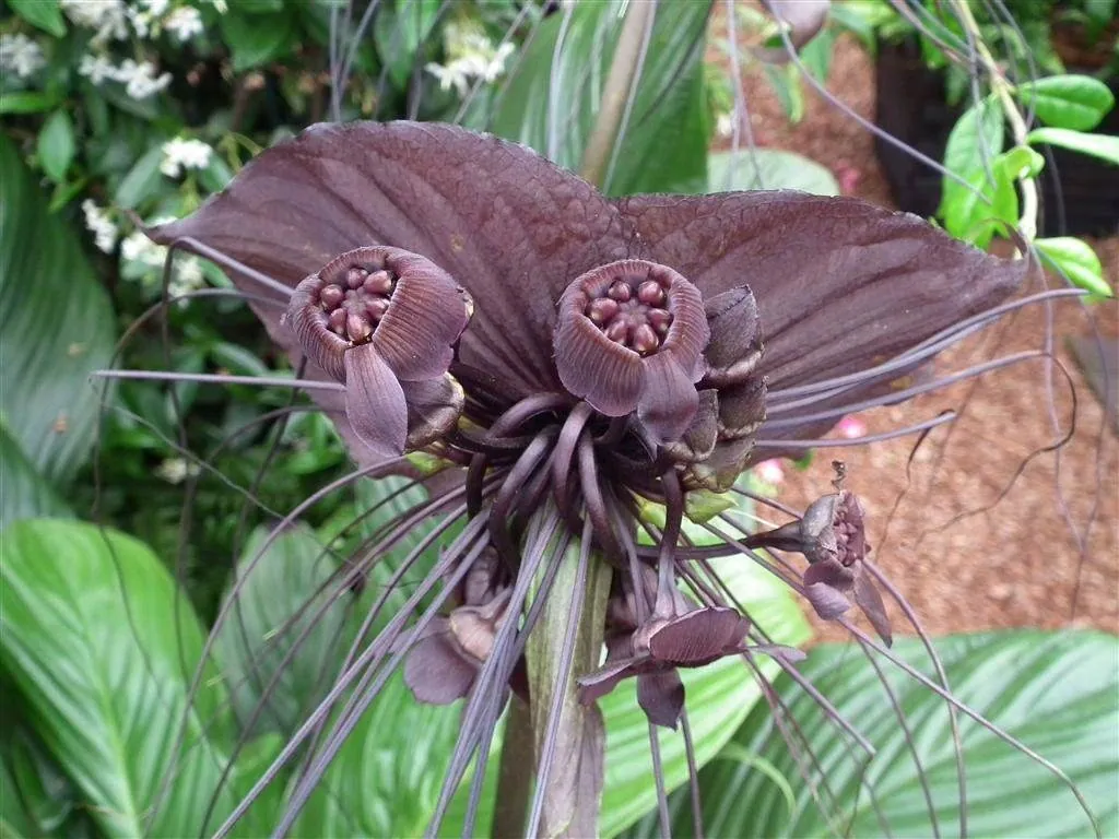 Floral marquee in the long water area 41